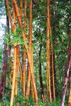 bamboo plants and poles in forest in thailand