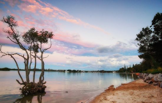 beautiful sunset over a lone mangrove at yamba