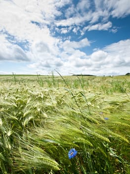 Cloudscape over a fresh cornfield in spring