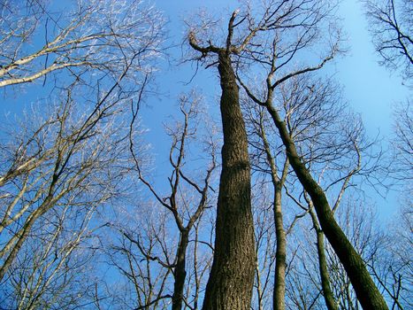 The Nature. The Tree on background sky. The Photo.