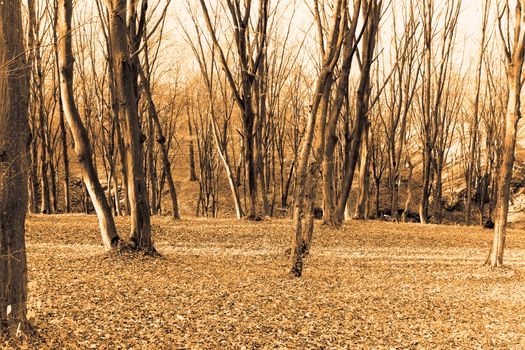 Forest in the late autumn season. Naked hornbeam trees stood in silence. Sepia