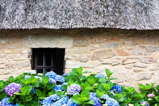 Details of a thatched cottage in Brittany (France) with hydrangeas