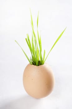 Easter decoration with spring grass