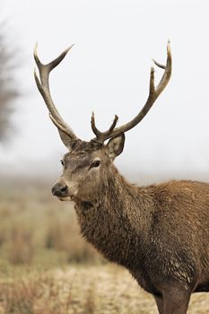 beautiful deer in a forest in autumn