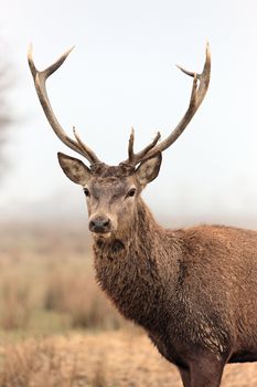 beautiful deer