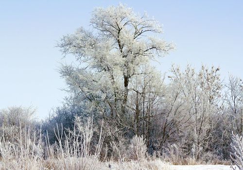 snow covered trees in the afternoon sunshine