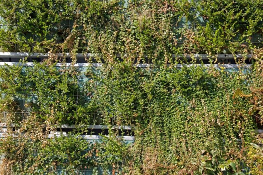green wall of steel plate, a few plants in detail