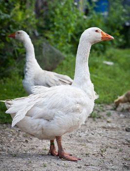 Two white geese standing on a stony way