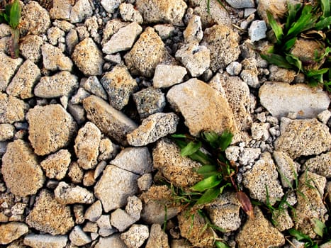 Cracked concrete on ground with plant