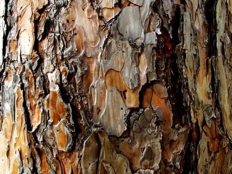 Texture of bark of pine tree