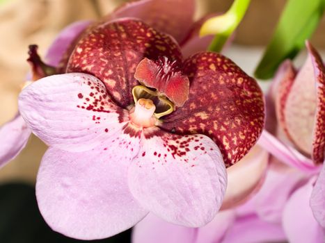 Close-up of cymbidium or orchid flower in Keukenhof park, Holland