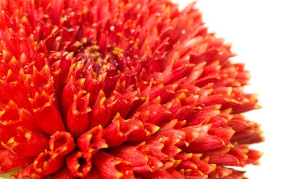 flower bud of red dahlia. Extreme close-up over white