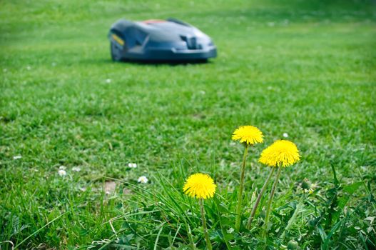 Robot lawn mower with dandelions in foreground
