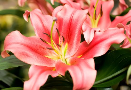 Lily flower bud from Keukenhof park. Beautiful Flowers