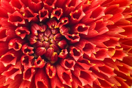 Close-up of red georgina (dahlia) flower bud