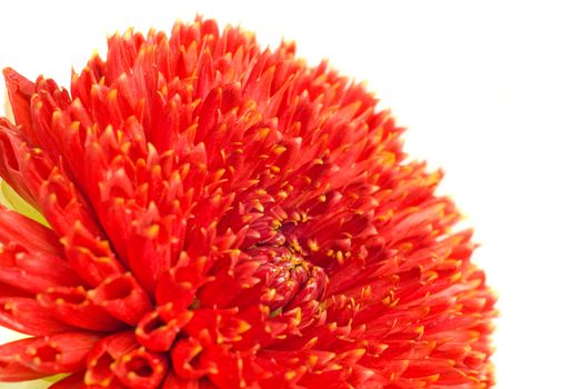 Macro of Red georgina (dahlia) flower bud isolated over white