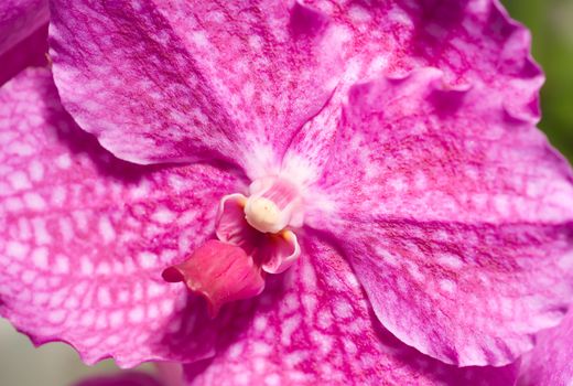 Cymbidium orchid blossom (orchidaceae) in Keukenhof park