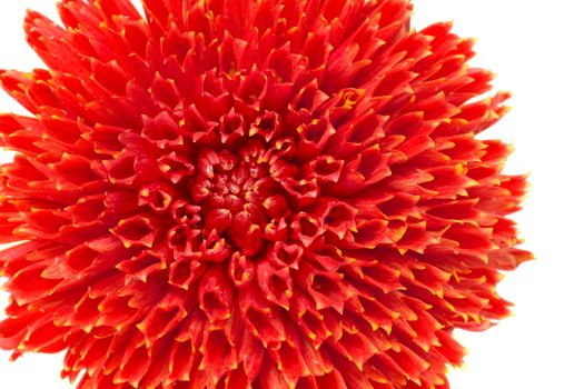 Red georgina (dahlia) flower bud isolated over white