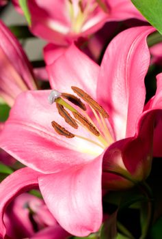 Close-up of red Lily flower from Keukenhof park. Beautiful Flowers