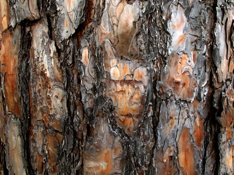 Texture of bark of pine tree