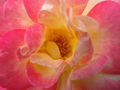 Closeup rose in pink color