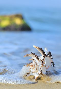 shell on beach