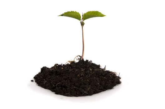 new green growing plant in spring
