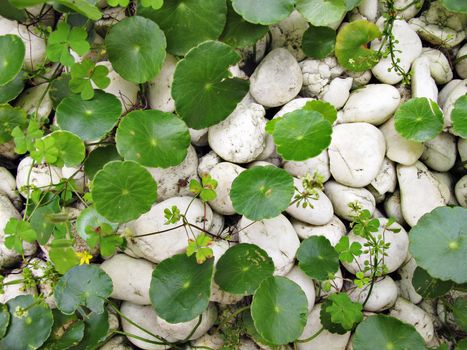 Tiger Herbals (circle leaves) and white rocks