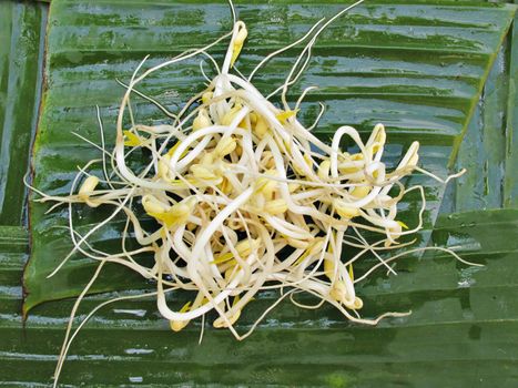 White Bean sprouts on the banana leave