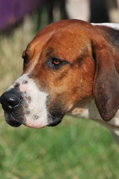 head of hunting dog