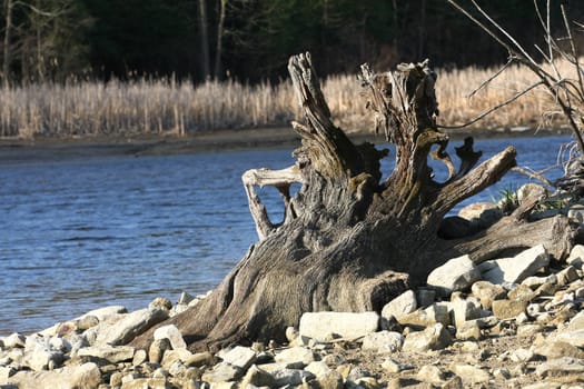 Driftwood early spring low water in morning sun