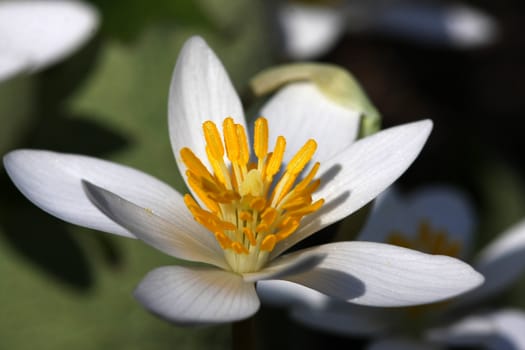Bloodroot Sanguinaria canadensis flower early spring in morning sun