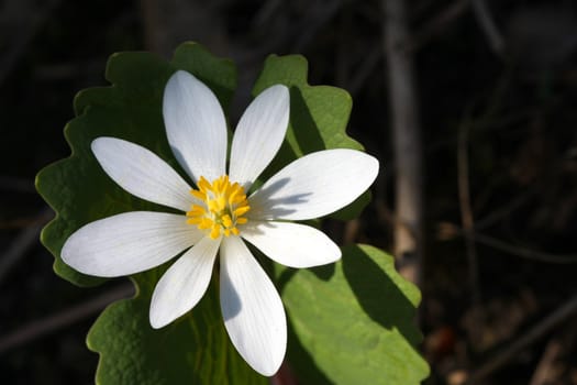 Bloodroot Sanguinaria canadensis flower early spring in morning sun