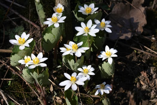Bloodroot Sanguinaria canadensis flower early spring in morning sun