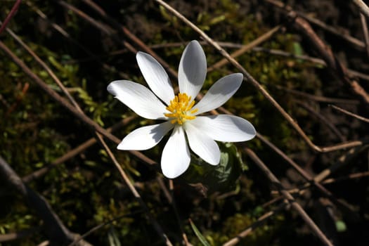 Bloodroot Sanguinaria canadensis flower early spring in morning sun