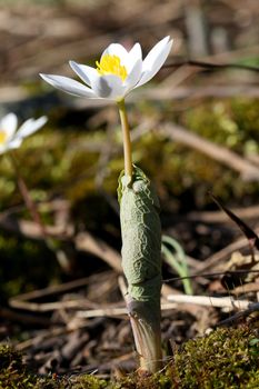 Bloodroot Sanguinaria canadensis flower early spring in morning sun