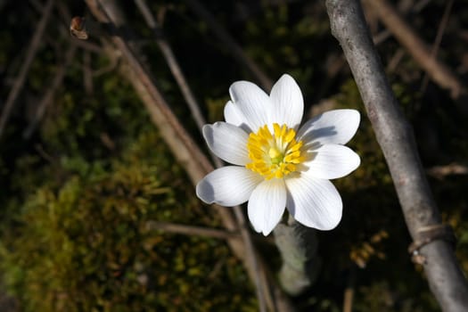 Bloodroot Sanguinaria canadensis flower early spring in morning sun