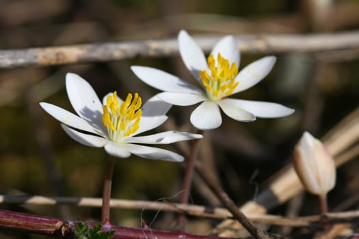 Bloodroot Sanguinaria canadensis flower early spring in morning sun