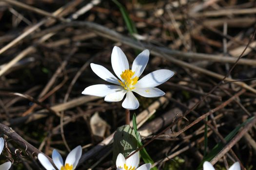Bloodroot Sanguinaria canadensis flower early spring in morning sun