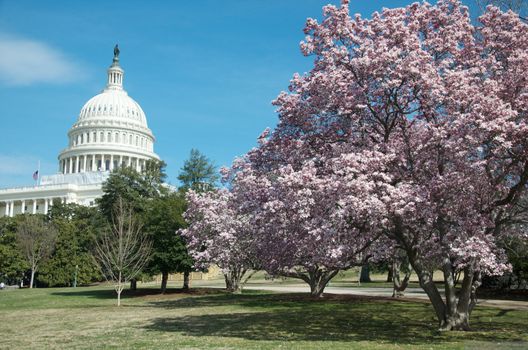 The Capitol building is shown here during the Cherry Blossom festival.