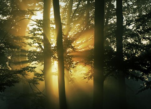 sunrise in the forest