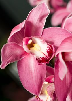 Pink Cymbidium or orchid flower bud in Keukenhof park