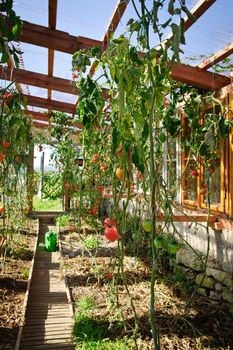 Private Greenhouse full with Tomatoes and other Vegetables