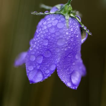 a purple flower covered with dew