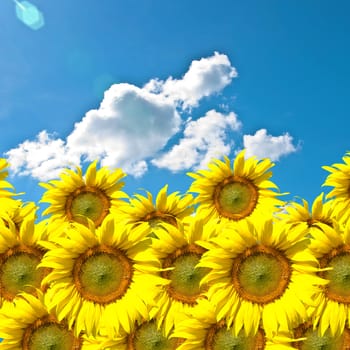 Sunflower farm with blue sky, Flora background