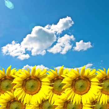 Sunflower with blue sky, Floral background