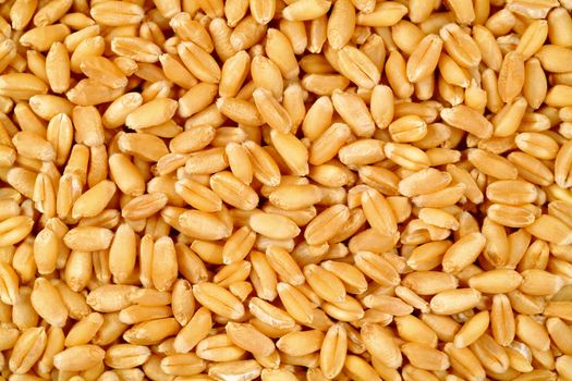 Wheat grain background 