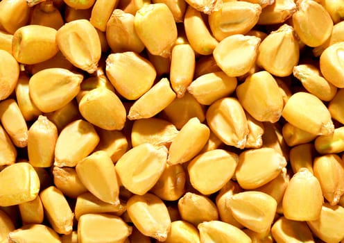 Sweet corn kernels background