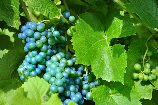 Merlot Grapes on Vine in Vineyard 