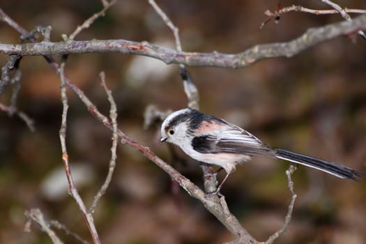 aegithalos caudatus-long tailed tit standing on a branch